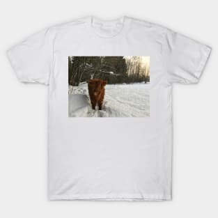 Scottish Highland Cattle Calf 1640 T-Shirt